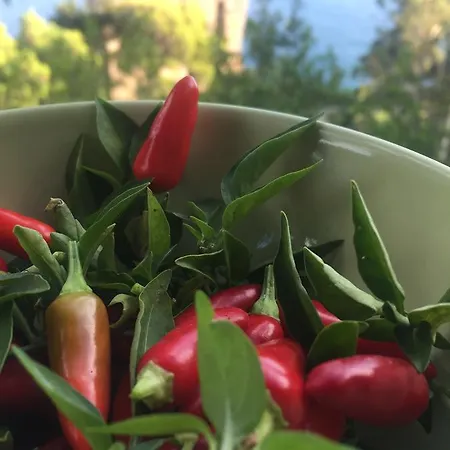 Star Fish House 빌라 *