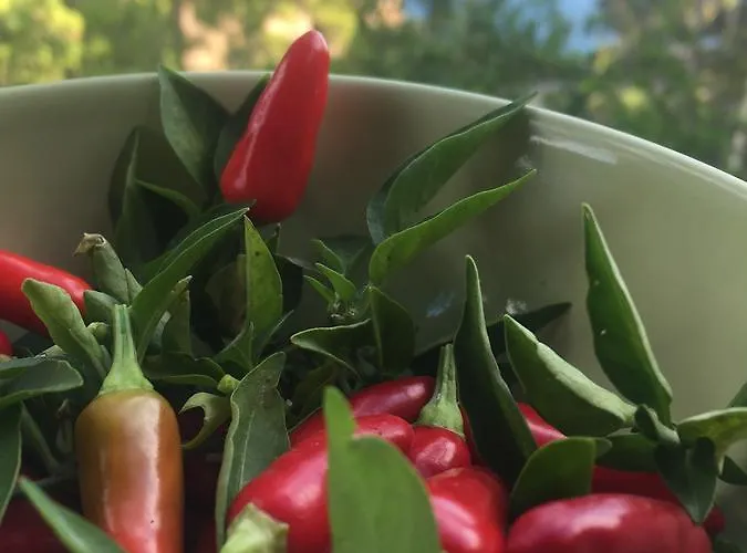 Star Fish House Villa *